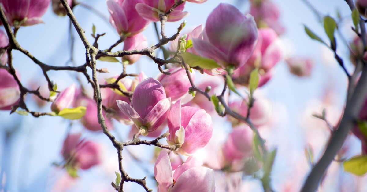 Tailler un magnolia : astuces essentielles pour un entretien parfait