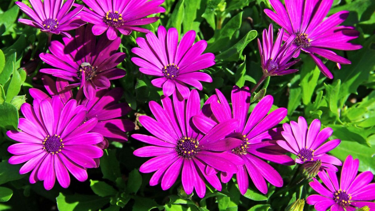 Qui dévore vos osteospermum ? Mystère jardinier révélé