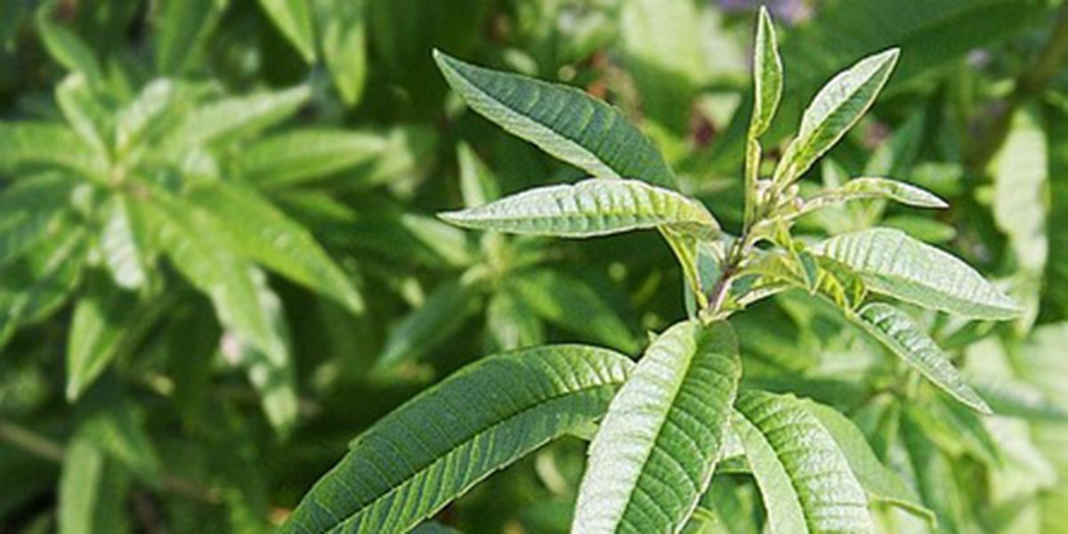 La verveine citronnelle : secrets d'une plante aux mille vertus