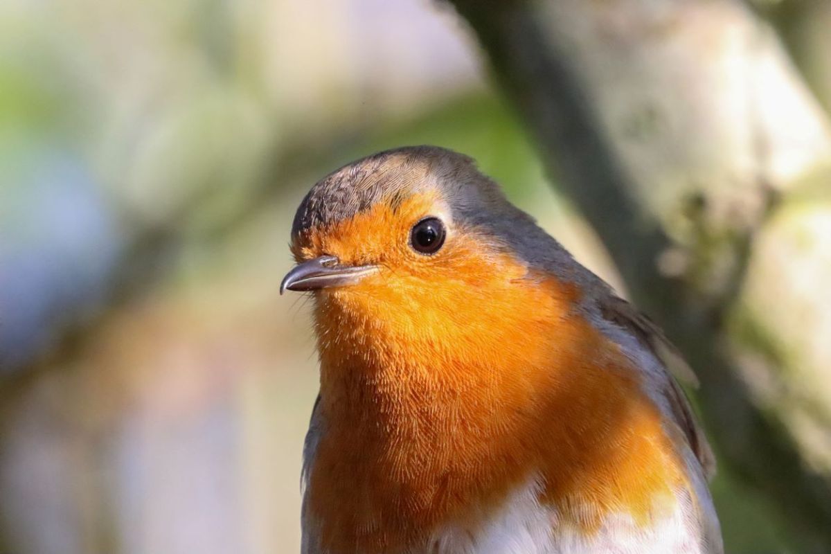 offrez un abri naturel aux oiseaux : cultivez le lierre cet automne