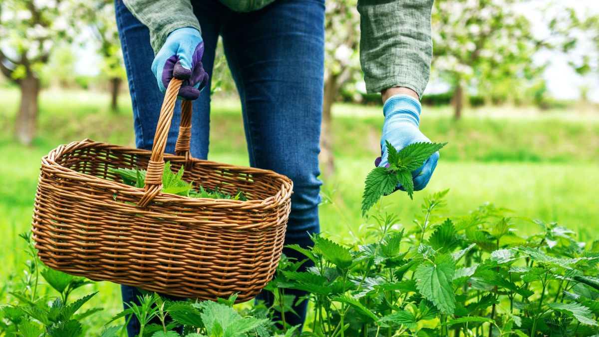 Découverte des vertus insoupçonnées de l'ortie au jardin