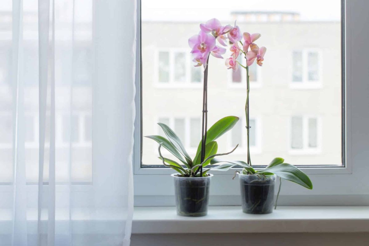 Les pots transparents pour orchidées : une solution innovante ou un faux-semblant ?