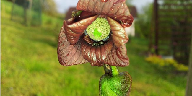 À la découverte de l'asiminier, un trésor fruitier méconnu