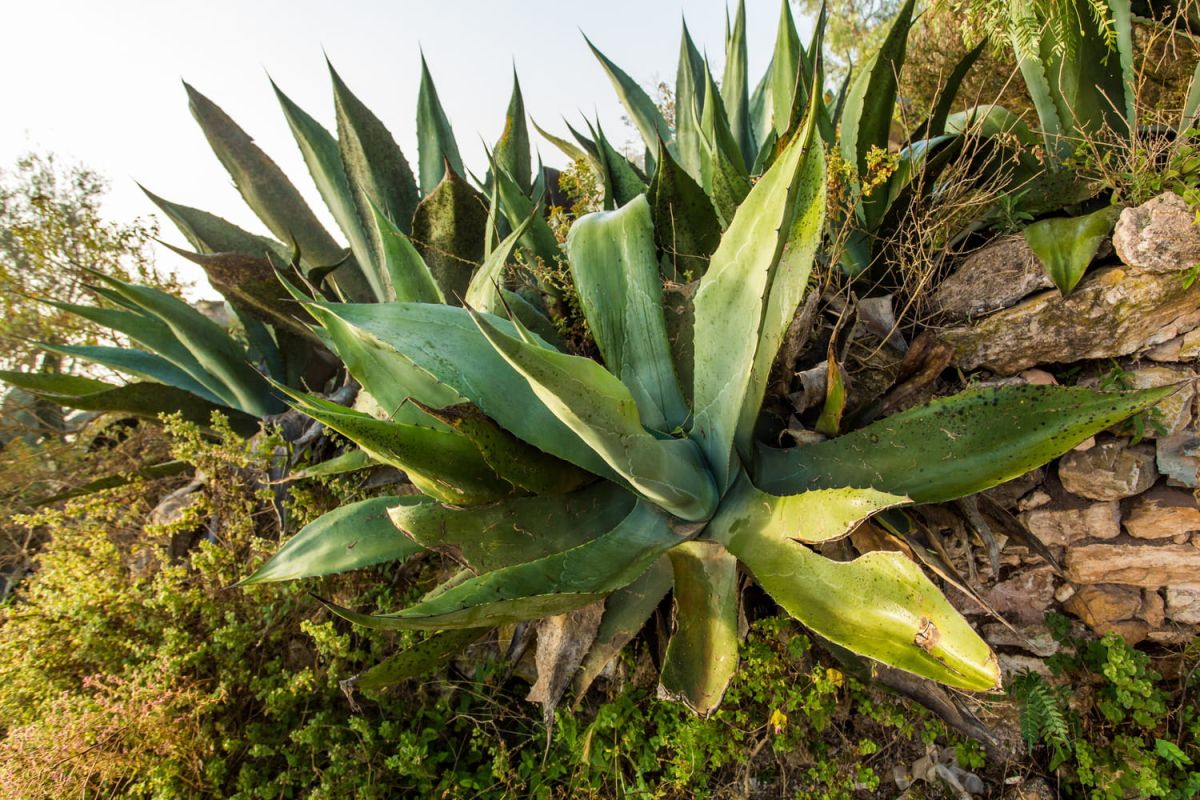 Cultiver l'agave : guide pratique pour une plante d'exception
