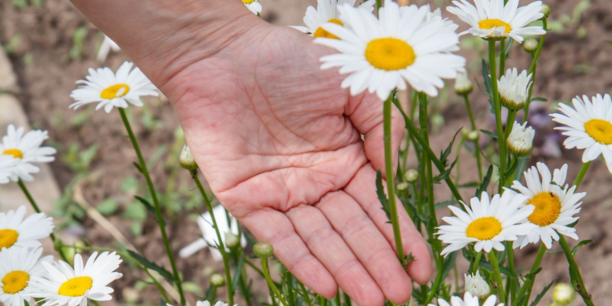 Pâquerette et marguerite : dénichez les différences