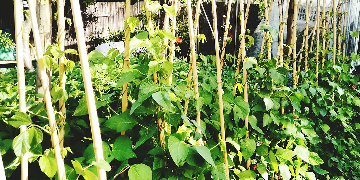 Cultiver un potager vertical : astuces et conseils pratiques