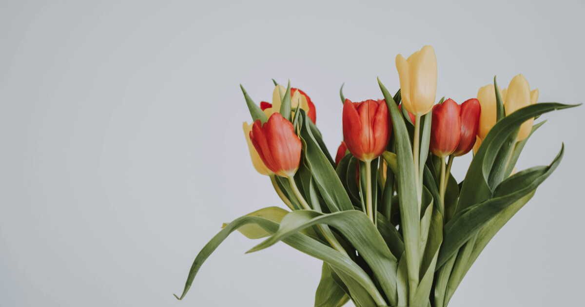 Des secrets révélés pour prolonger la vie des tulipes