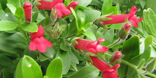 Galvézia (Gambelia speciosa), le muflier de Bush Island
