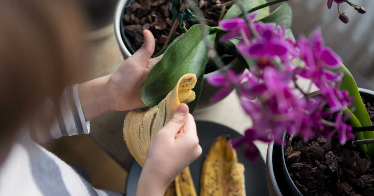 les secrets de la peau de banane pour un jardin florissant