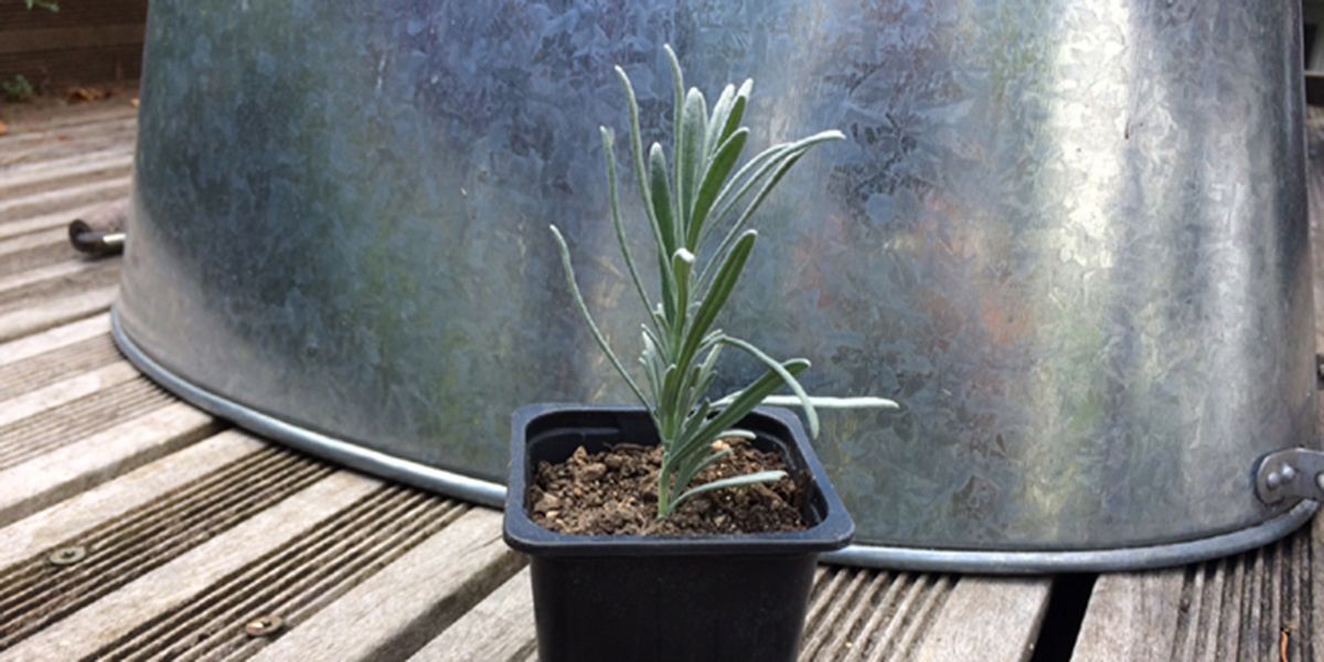 Multiplication de la lavande : guide pratique pour réussir