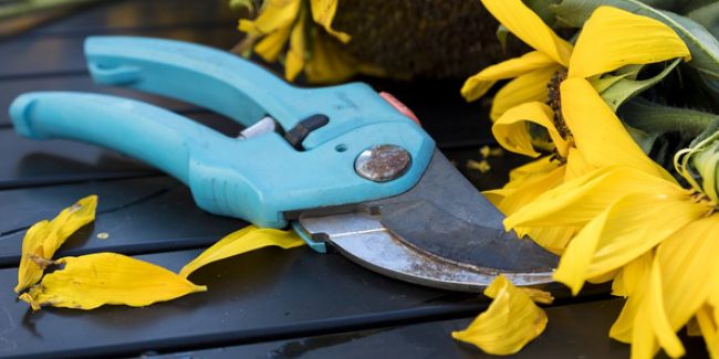 L'art de la taille des vivaces : conseils et astuces pour un jardin florissant