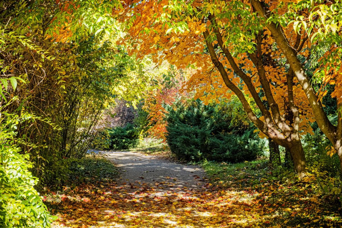 Des dictons d'octobre pour jardiner avec sagesse