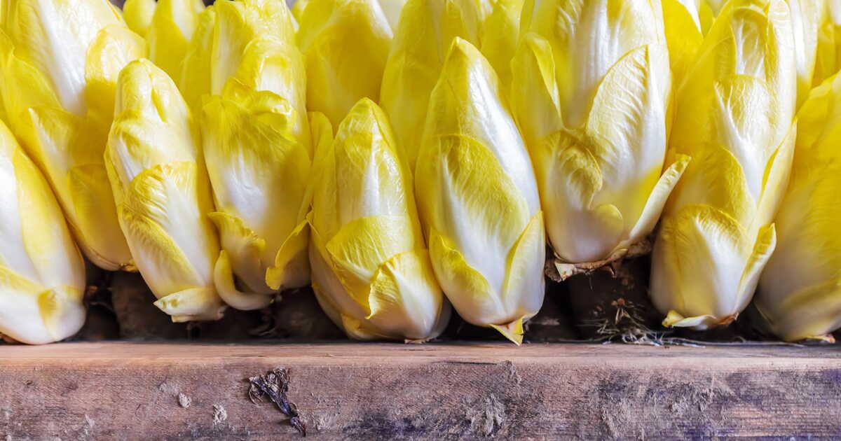 Savourez l'endive : 10 recettes gourmandes pour tous les goûts