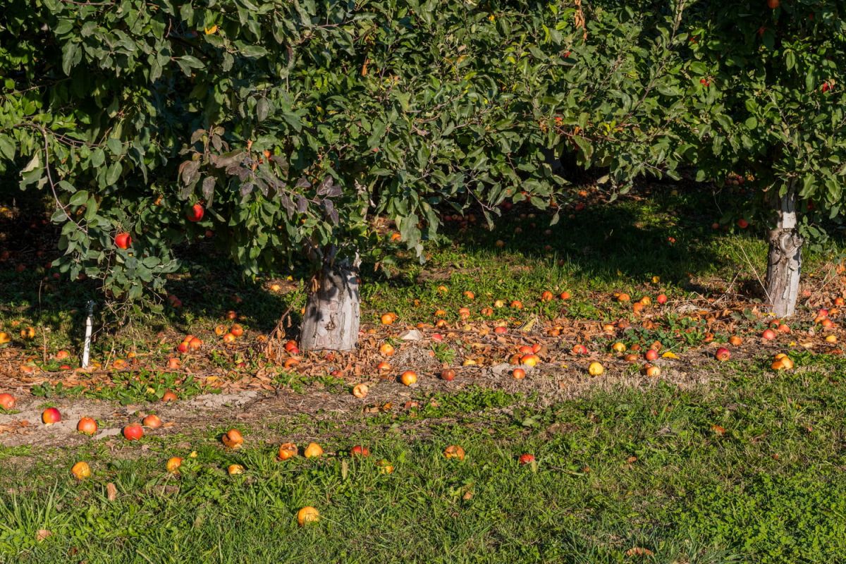 Préparez vos arbres pour l'hiver : un geste vital en automne