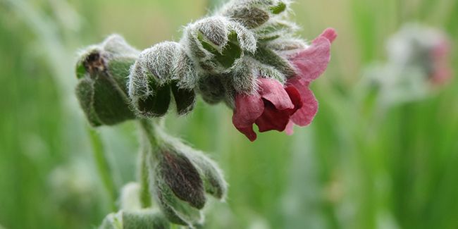 La cynoglosse officinale : un remède ancien pour les brûlures modernes