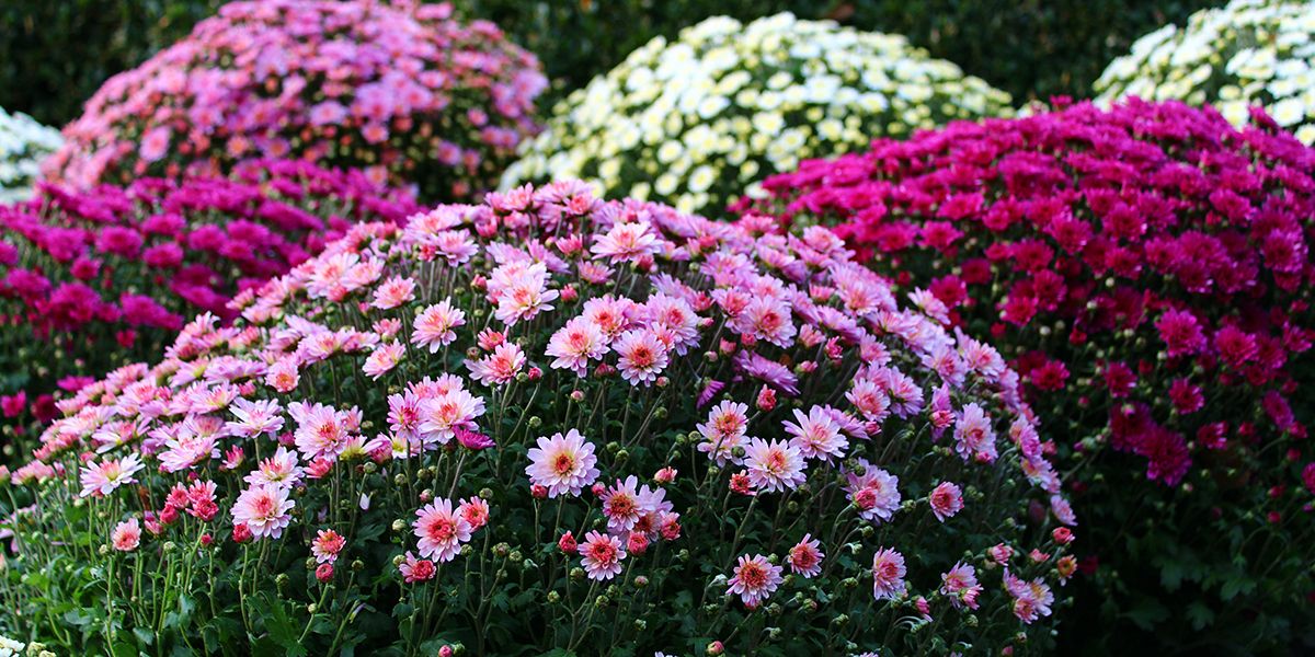 Osez la plantation du chrysanthème au jardin !