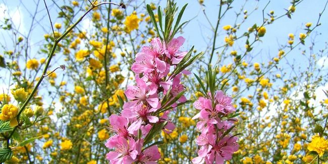 Transformez votre jardin avec une haie fleurie