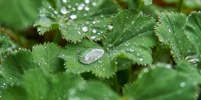 L'alchémille : un trésor vert pour votre jardin