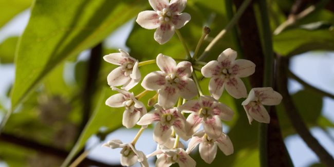 Drégée de Chine (Wattakaka sinensis syn. Dregea sinensis)
