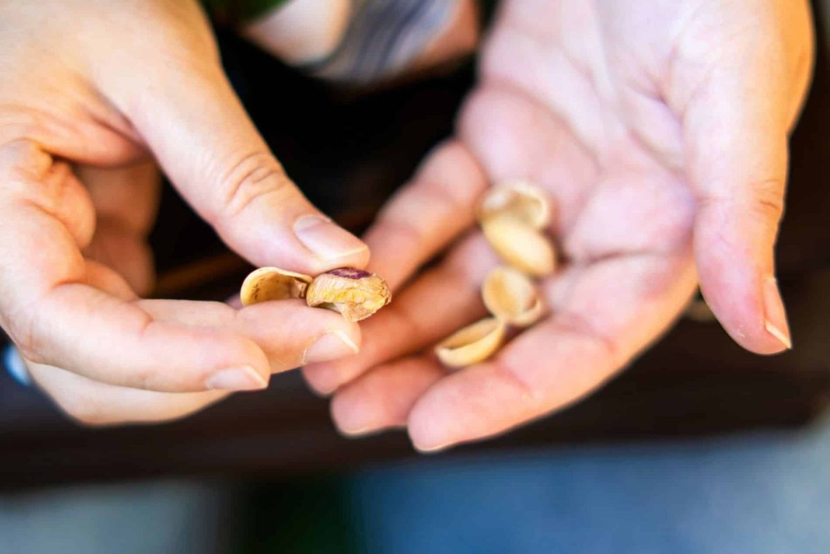 quatre astuces inattendues pour recycler les coques de pistache dans votre jardin