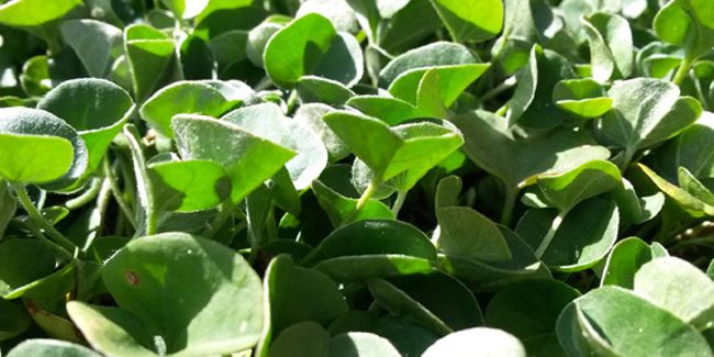 Découvrez le dichondra rampant, l'alternative verte à votre pelouse