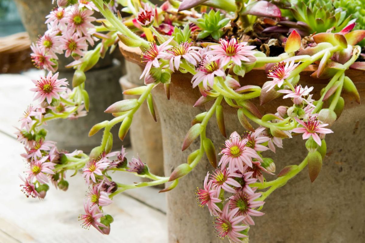 8 plantes exotiques pour le balcon