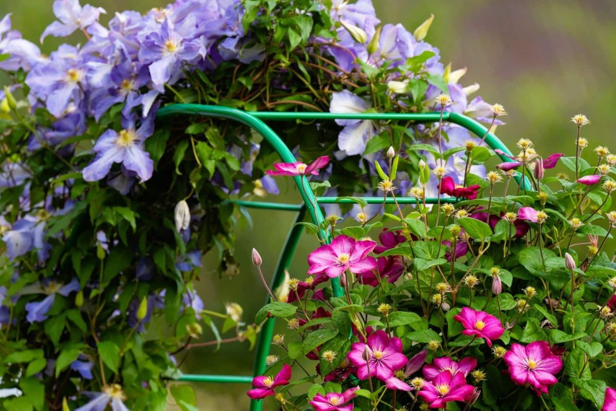 Plantez la clématite pour transformer votre jardin en un espace enchanteur