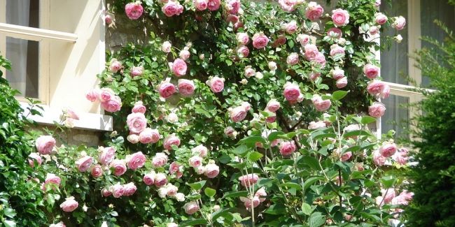 Les rosiers grimpants : embellissez vos espaces extérieurs