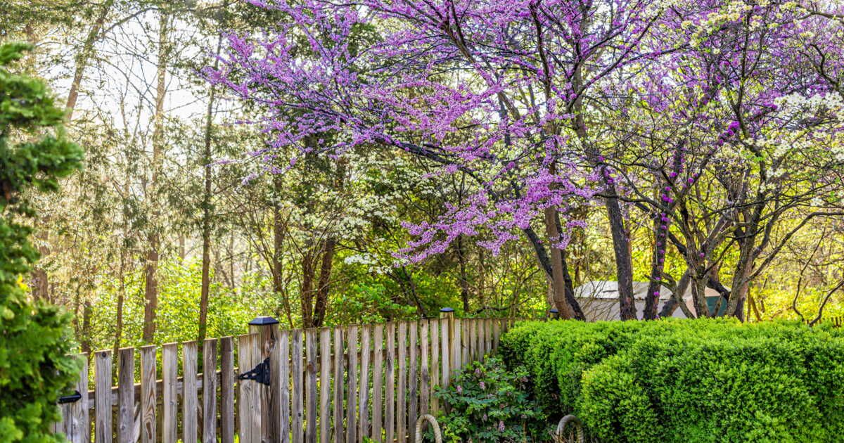 Quand l'arbre du voisin envahit votre jardin : les solutions à envisager