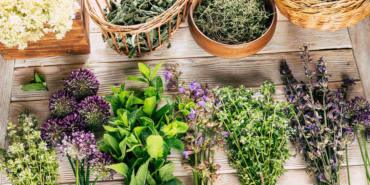 cultiver des plantes médicinales au jardin : un atout santé à portée de main