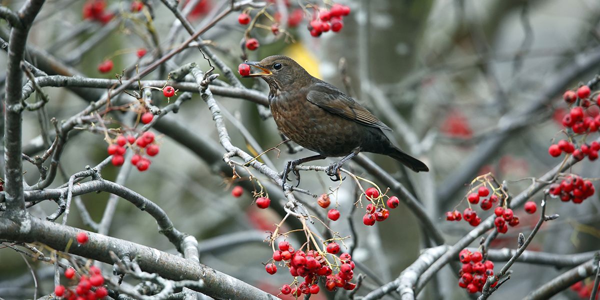 Les arbustes à baies incontournables pour attirer les oiseaux au jardin