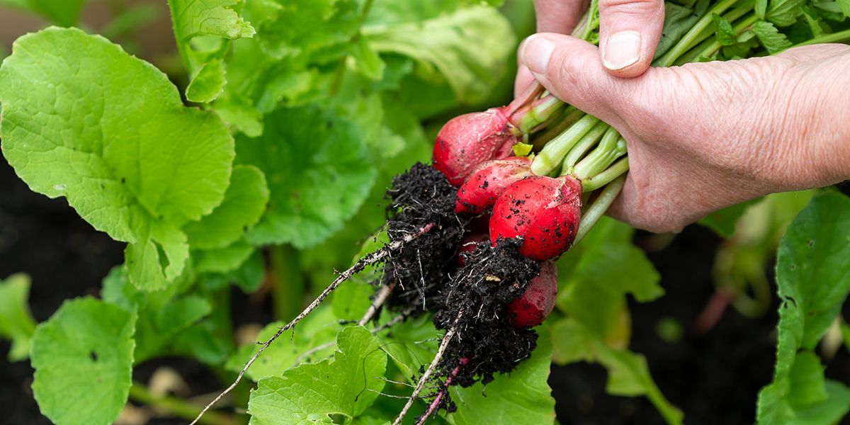 Cultiver facilement 7 légumes pour les jardiniers novices