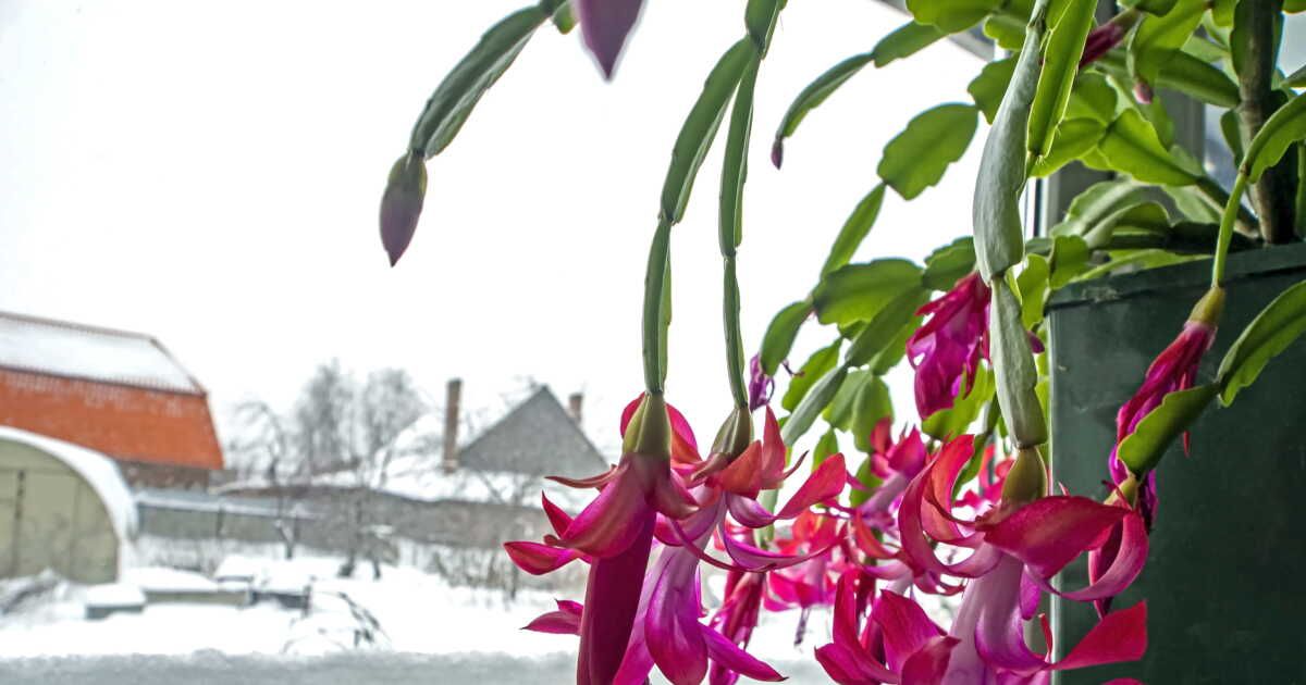 Les secrets du schlumbergera : conseils pour une floraison éclatante chaque hiver