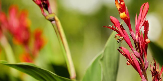 Le Canna comestible : un trésor méconnu des Andes