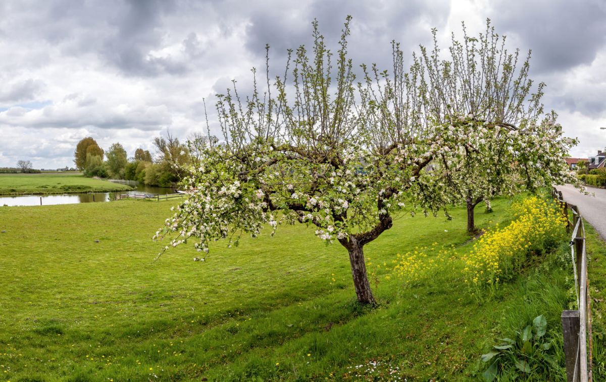 l'erreur courante qui compromet la floraison printanière de vos arbres