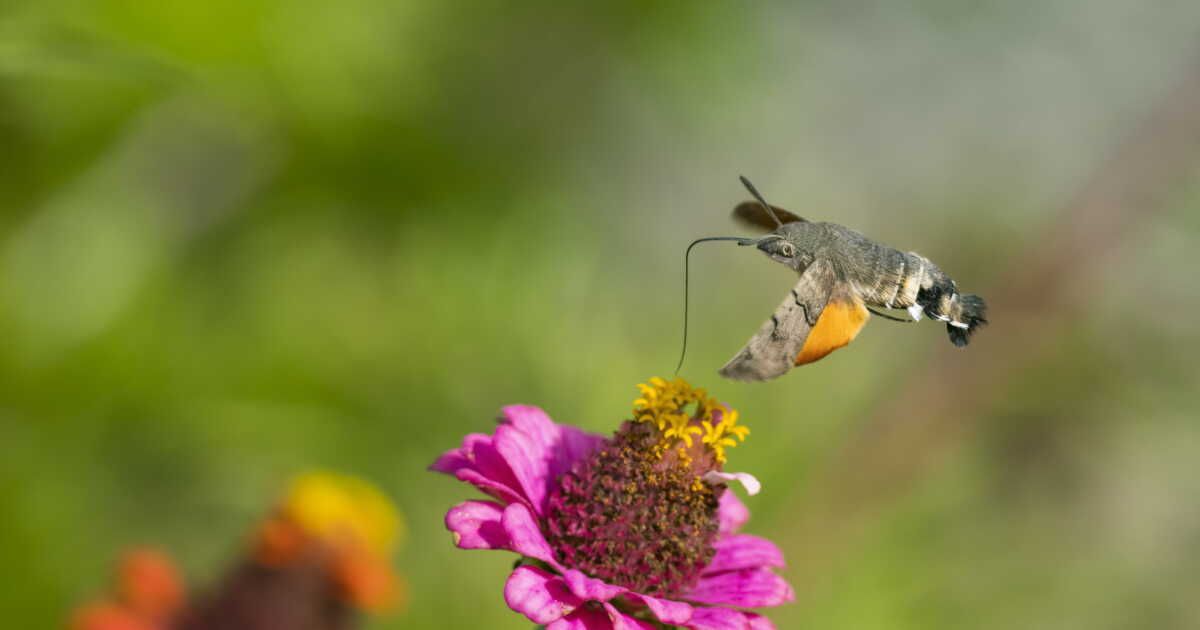 les insectes précieux pour votre jardin : alliés incontournables