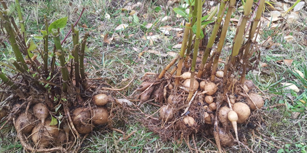 Quand rentrer les dahlias pour l'hiver afin de les préserver du froid ?