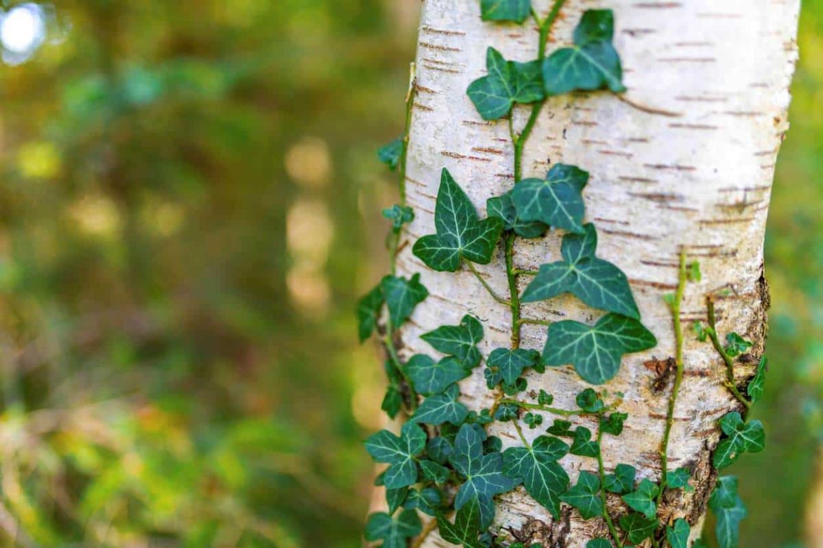 Les dangers cachés du lierre sur vos arbres : agissez avant qu'il ne soit trop tard
