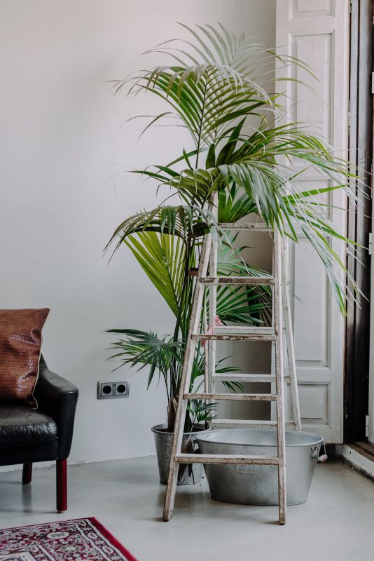 Kentia : l'art de cultiver ce palmier d'intérieur