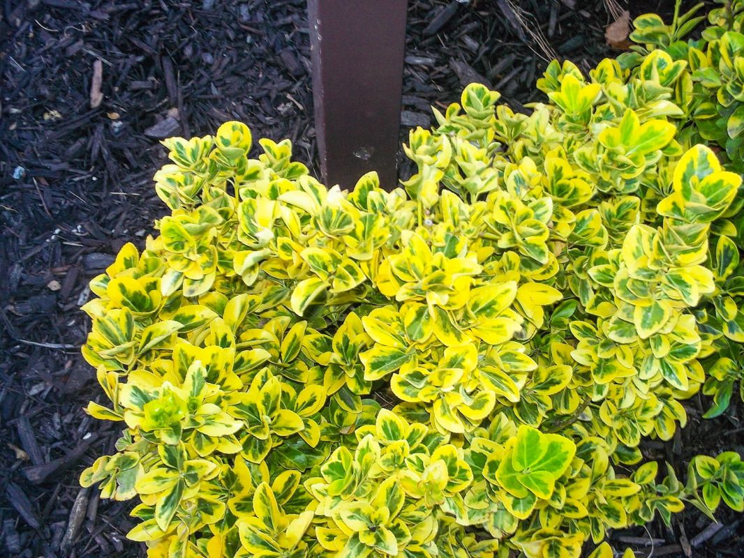 Fusain : l'arbuste incontournable pour tous les amateurs de jardinage