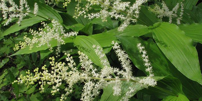 Le faux sceau-de-Salomon, un joyau des sous-bois