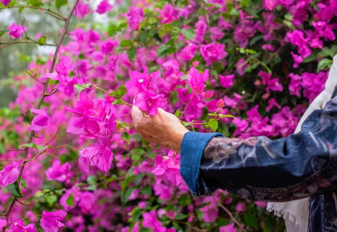 la taille parfaite pour un bougainvillier flamboyant