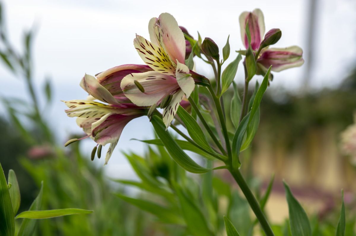 Alstroemeria : un héritage vibrant à cultiver chez soi