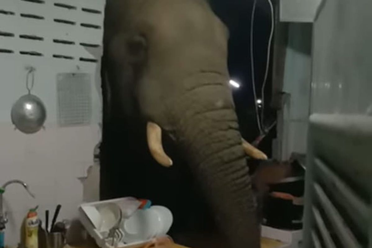 l'éléphant gourmand qui s'invite dans la cuisine