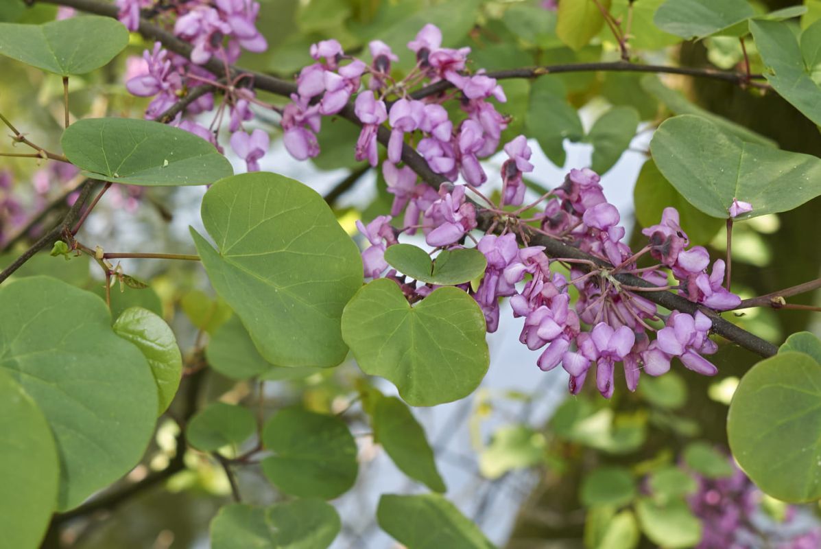 L'arbre de Judée : l'ornement idéal pour votre jardin
