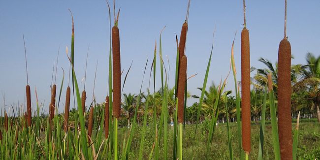 À la découverte de la massette, plante des étangs et alliée des écosystèmes