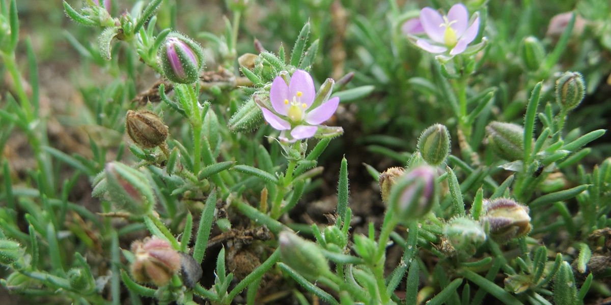 La sabline rouge : un remède naturel contre les calculs rénaux