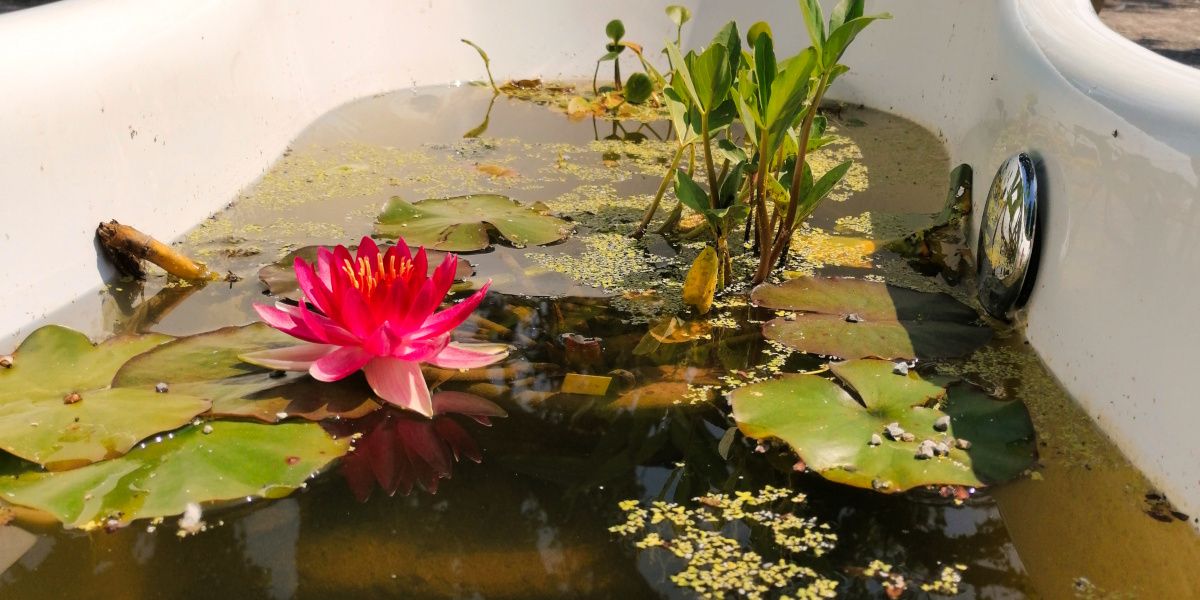 Créer un mini-bassin dans un petit jardin