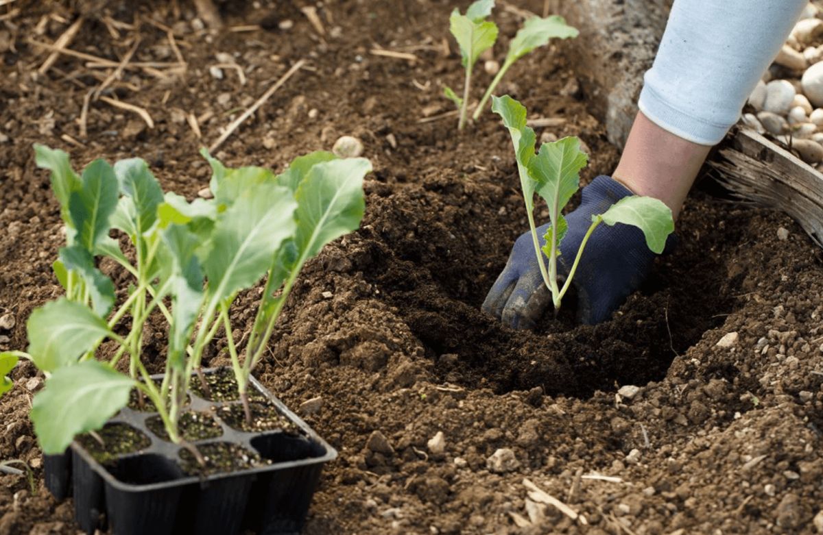 Quand et comment planter le chou-fleur ?