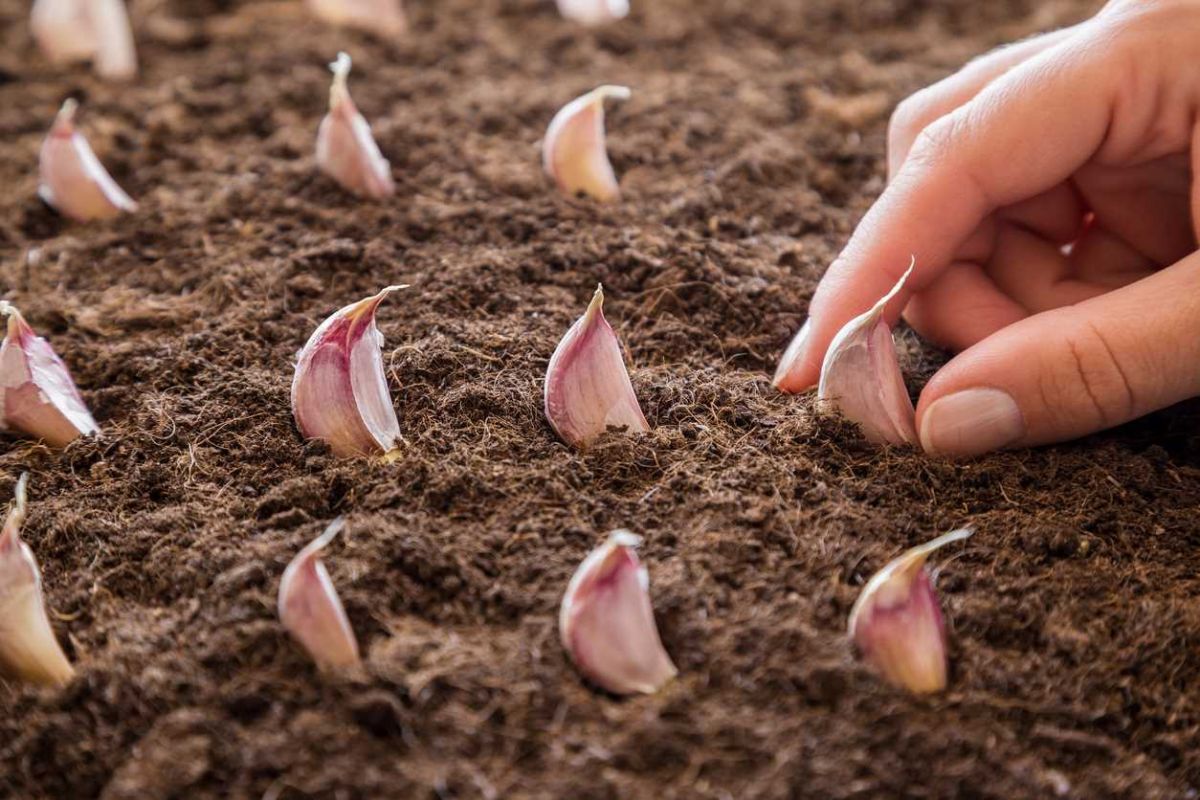 Les secrets pour cultiver l'ail chez soi